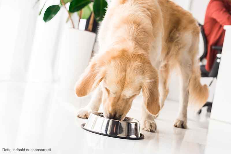 Hvordan finder du det bedste hundefoder til din hund?